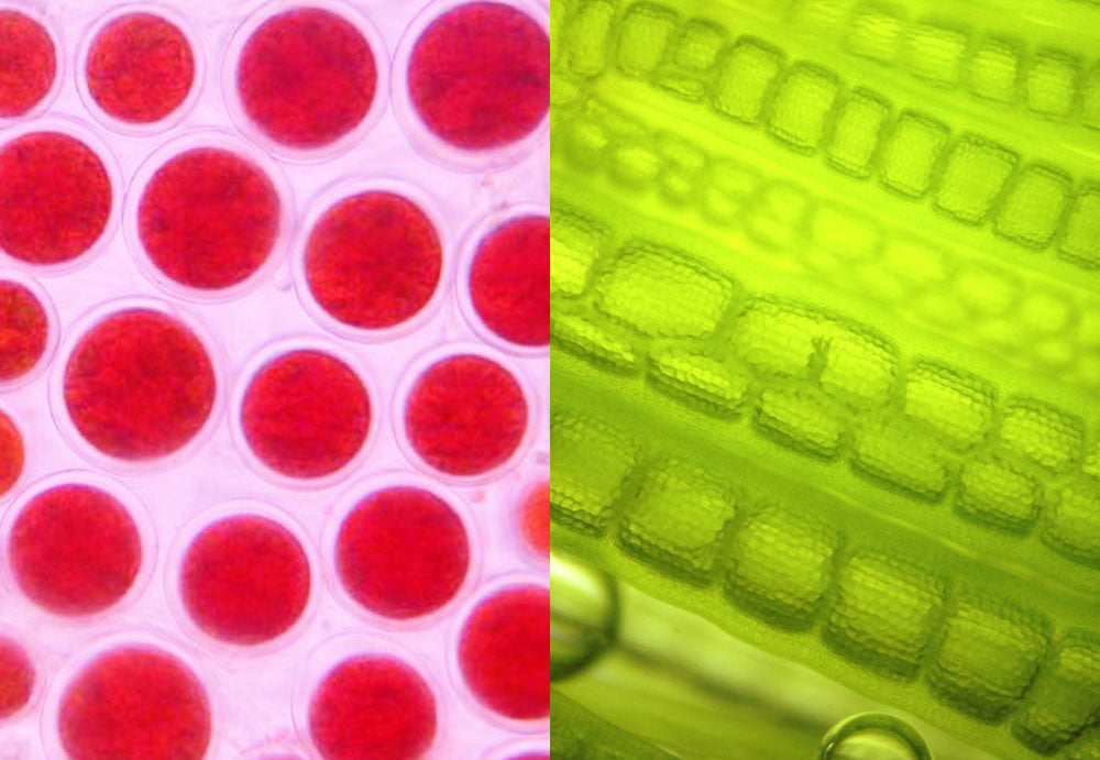 Algenöl-Wirkung: Astaxanthin & Omega 3 nehmen positive Einflüsse auf die Haut